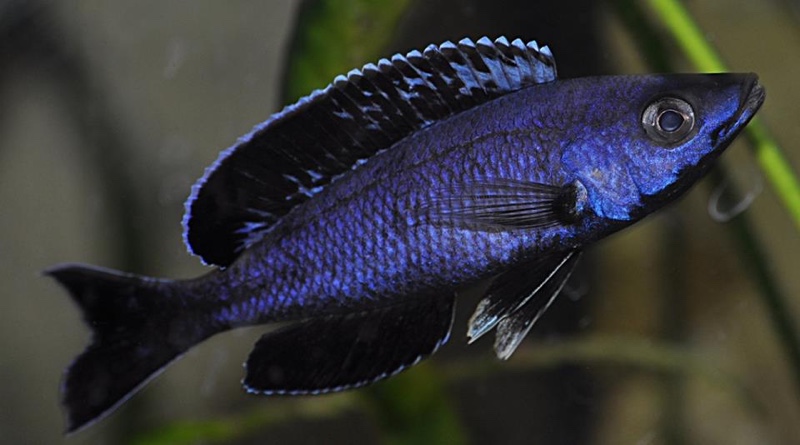 Cyprichromis sp. 'brilliant jumbo' Kitumba